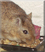 Bert the Gerbil