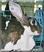 Queenie the Standard Rex Rabbit