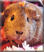 Eeyore the Guinea Pig
