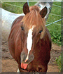 Cameron the Connemara Pony