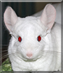 Mo the Chinchilla