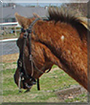 Flash the Pony of the Americas
