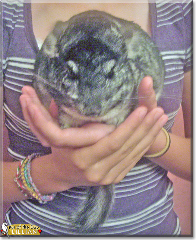 Lillian the Chinchilla, the Pet of the Day