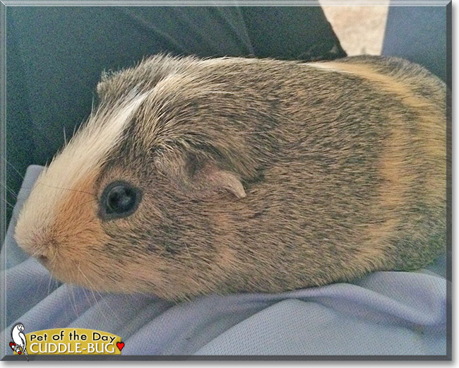 Cuddle-Bug the Guinea Pig, the Pet of the Day