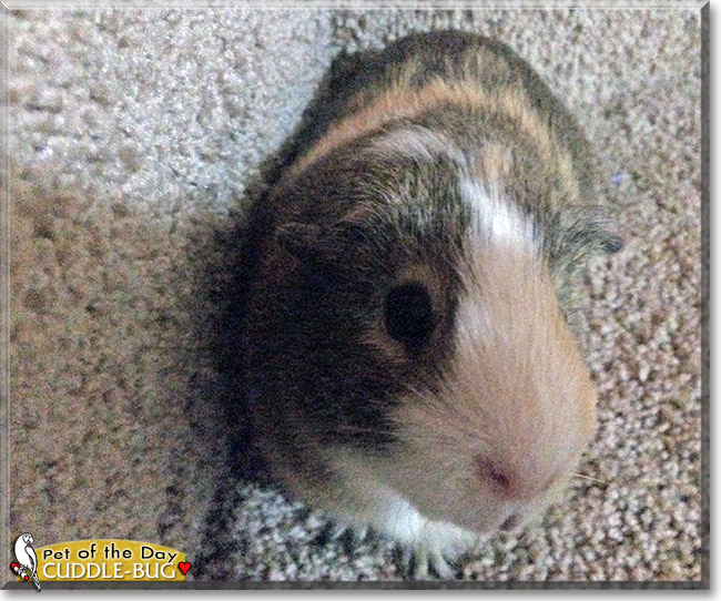 Cuddle-Bug the Guinea Pig, the Pet of the Day