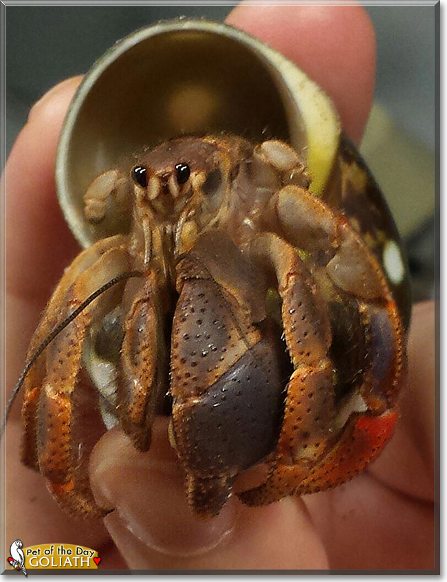 Goliath the Hermit Crab, the Pet of the Day