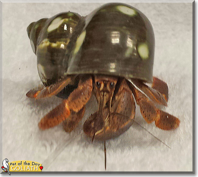 Goliath the Hermit Crab, the Pet of the Day