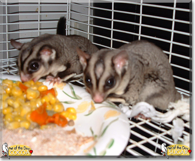Cocoa and Sugar the Sugar Gliders, the Pet of the Day