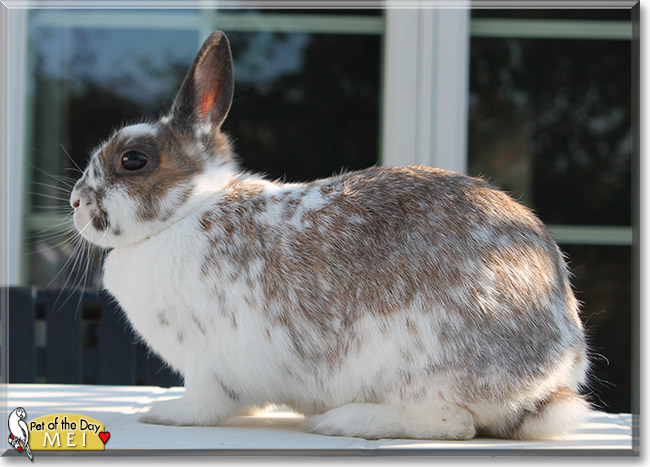 Mei the Netherland Dwarf Rabbit, the Pet of the Day
