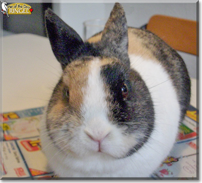 Ringel the Dwarf mix Rabbit, the Pet of the Day