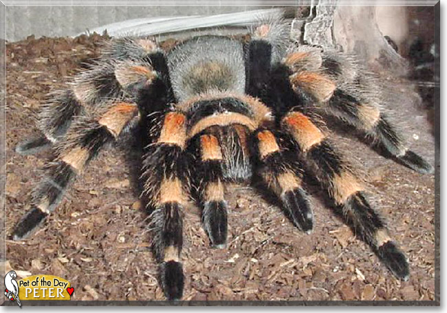 Peter the Mexican Red-Knee Tarantula, the Pet of the Day