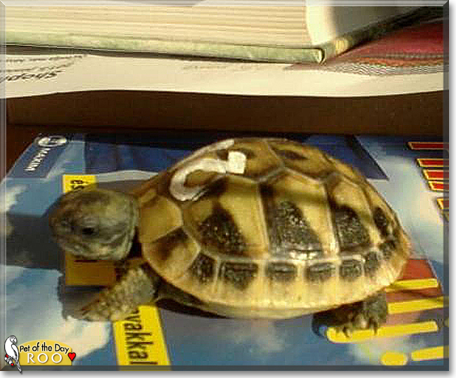 Roo the Hermann's Tortoise, the Pet of the Day