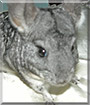 Lillian the Chinchilla