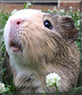 Cuddle-Bug the Guinea Pig