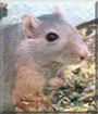 Mademoiselle the Gerbil