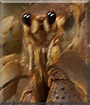 Goliath the Hermit Crab