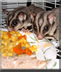 Cocoa and Sugar the Sugar Gliders