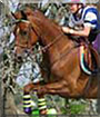Foxy the Morgan Horse