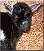 Dakota the Pigmy Goat