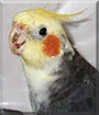 Spazz the Cockatiel