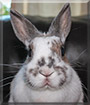 Mei the Netherland Dwarf Rabbit