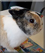 Ringel the Dwarf mix Rabbit