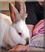 Snotz the Giant California Rabbit