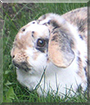 Josie the Lop Rabbit