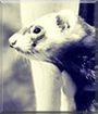 Boefje the Sable Ferret