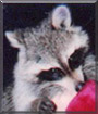 Maracco the Raccoon