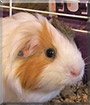 Ace the Guinea Pig