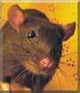 Ądręę the Berkshire Rat