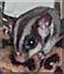 Sugar and Peanut the Sugar Gliders