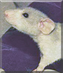 Beatrice the Dumbo Rat