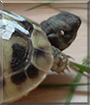 Roo the Hermann's Tortoise
