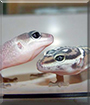 Riley and Harley the Leopard Geckos