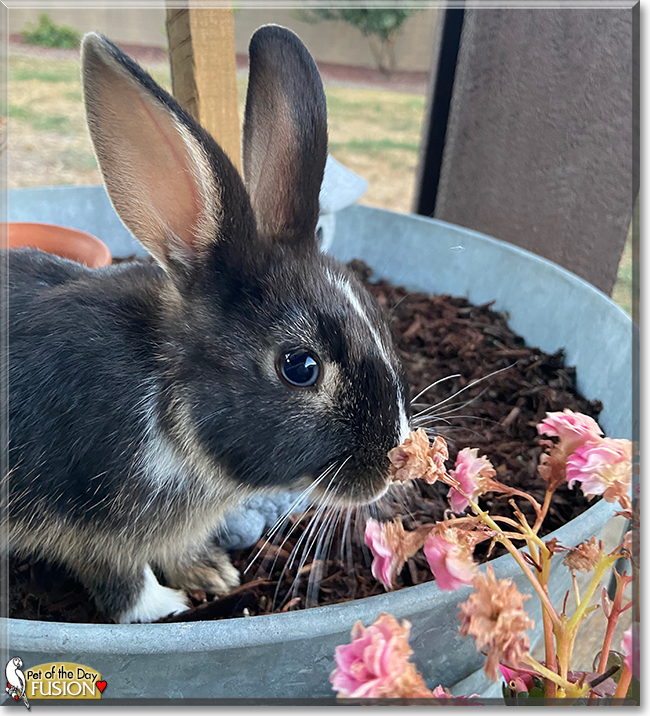 Fusion the Rabbit, the Pet of the Day