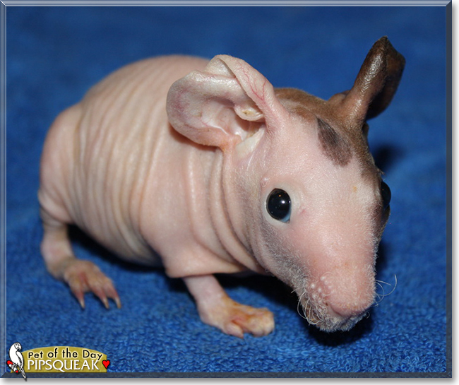Pipsqueak the Hairless Guinea Pig, the Pet of the Day
