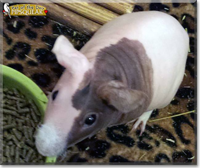 Pipsqueak the Hairless Guinea Pig, the Pet of the Day
