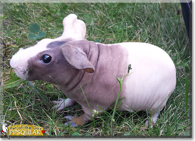 Pipsqueak the Hairless Guinea Pig, the Pet of the Day