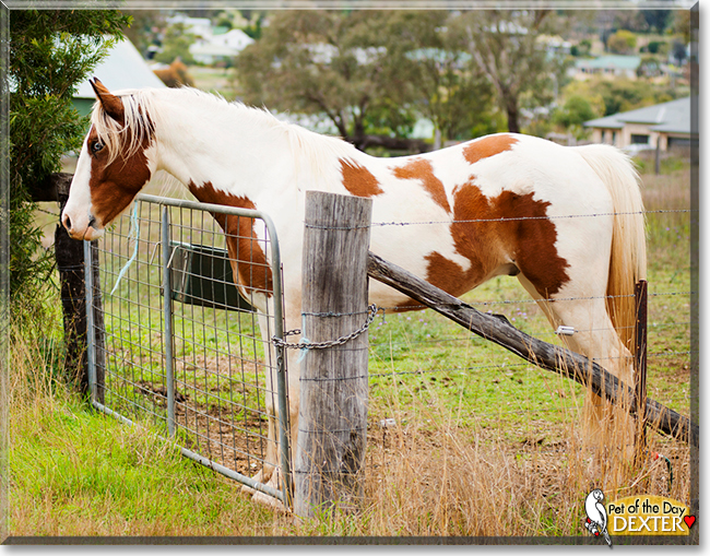 Dexter the Clydesdale/Arabian Horse, the Pet of the Day