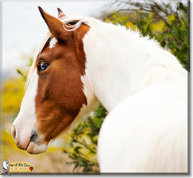 Dexter the Clydesdale/Arabian horse, the Pet of the Day
