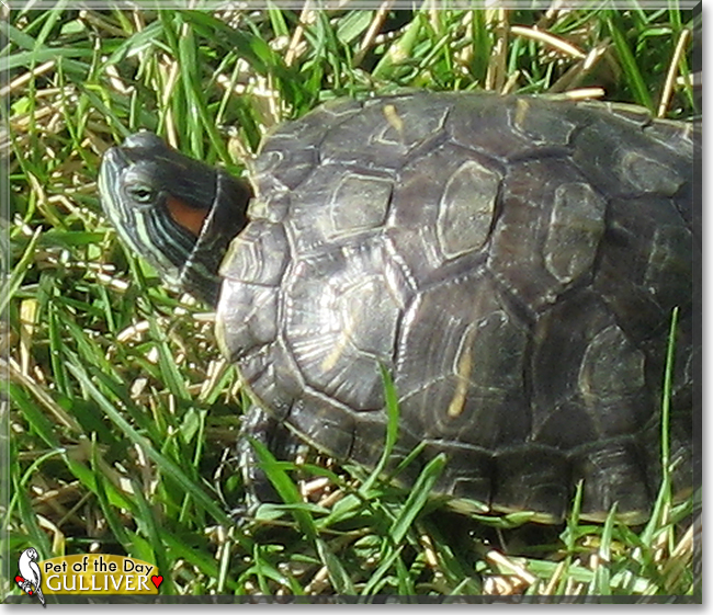 Gulliver the Red-eared Slider Turtle, the Pet of the Day