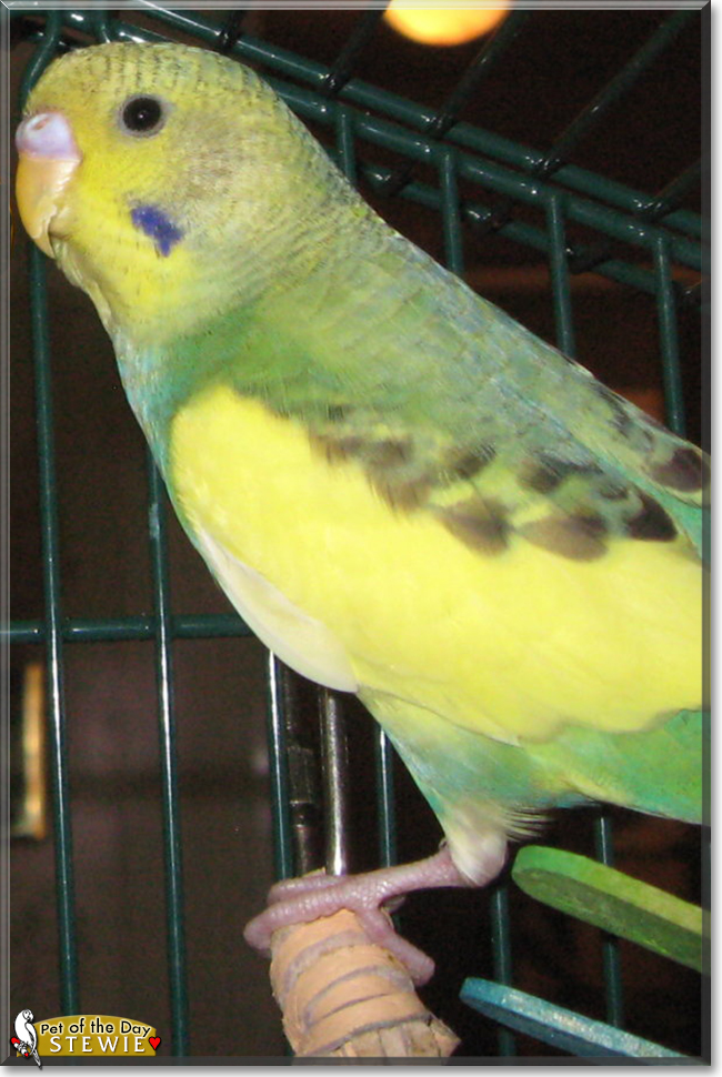 Stewie the Parakeet, the Pet of the Day