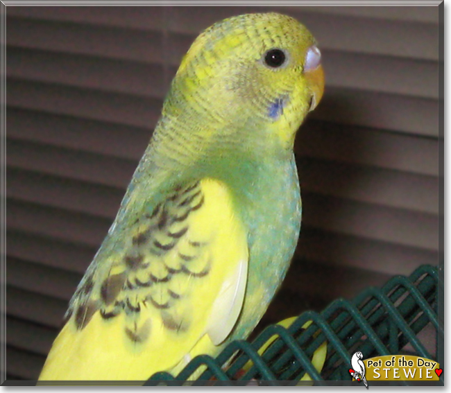Stewie the Parakeet, the Pet of the Day