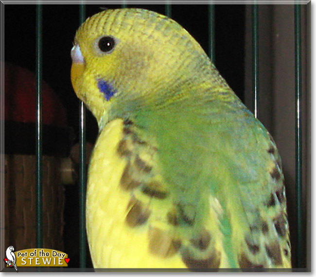 Stewie the Parakeet, the Pet of the Day