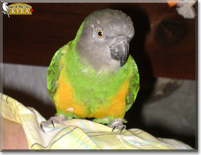 Kyra the Senegal Parrot, the Pet of the Day