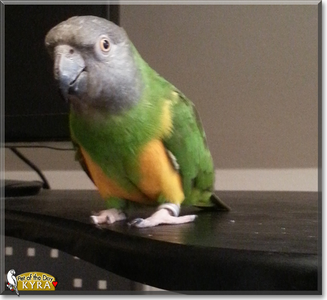 Kyra the Senegal Parrot, the Pet of the Day