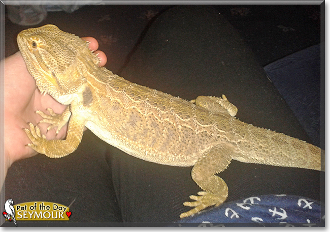 Seymour the Bearded Dragon, the Pet of the Day