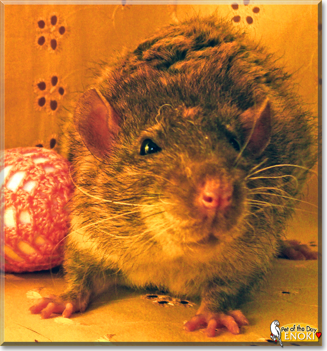 Enoki the Fancy Rat, the Pet of the Day
